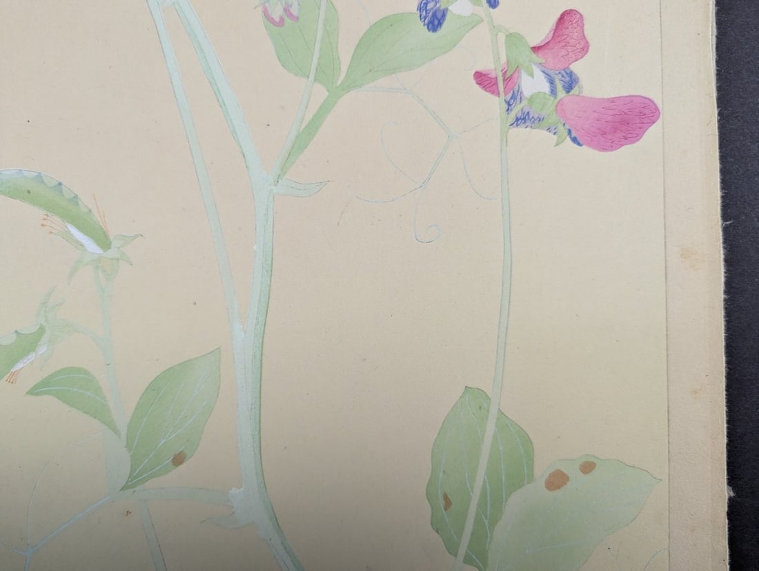 Japanese Woodblock Print by Rakuzan KachÅ Sweet Pea Flower Artwork - 6