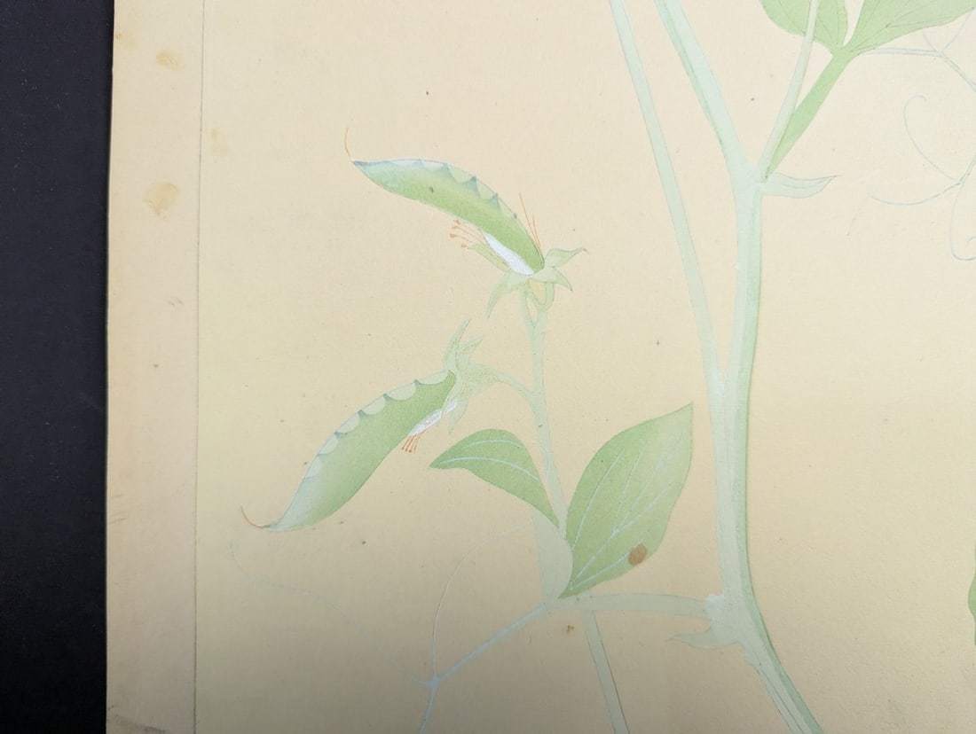 Japanese Woodblock Print by Rakuzan KachÅ Sweet Pea Flower Artwork - 8