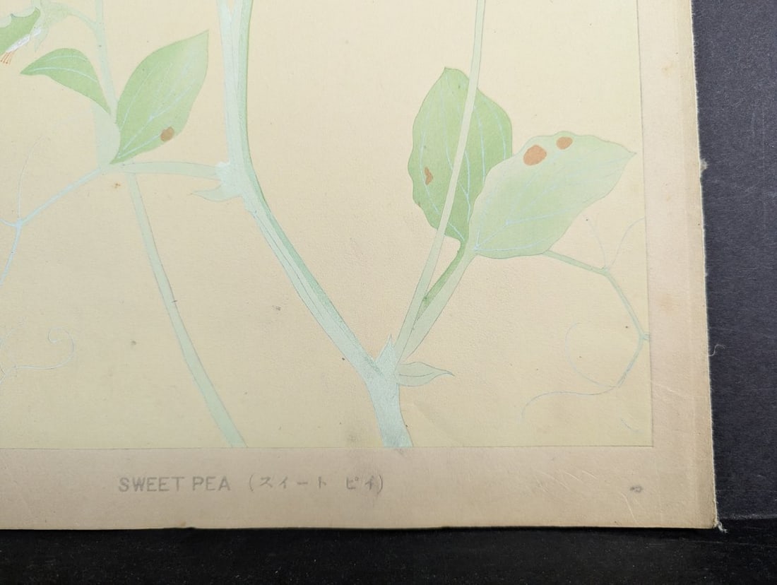 Japanese Woodblock Print by Rakuzan KachÅ Sweet Pea Flower Artwork - 9