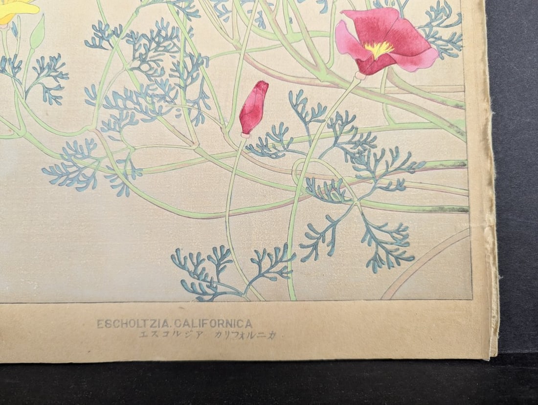 Rakuzan Tsuchiya Japanese Woodblock Print California Poppy Floral Art - 10