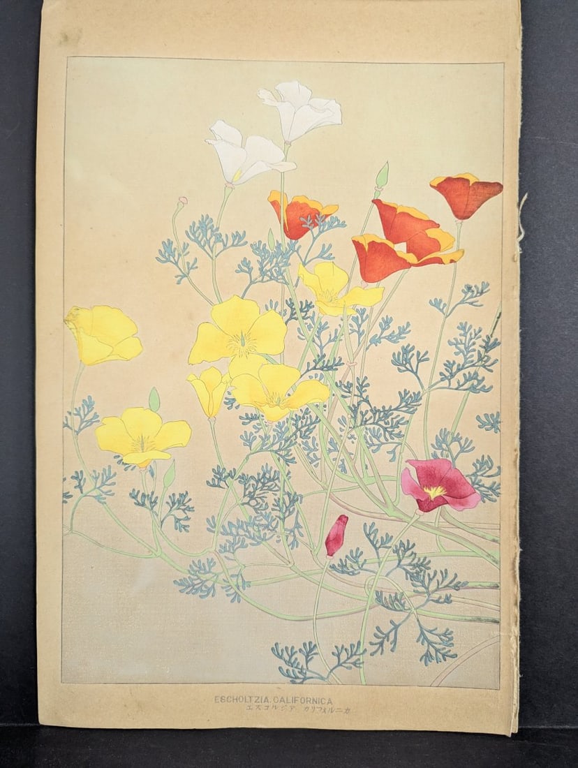 Rakuzan Tsuchiya Japanese Woodblock Print California Poppy Floral Art: **Important** Please read below description on how to avoid high shipping costs. This exquisite Japanese woodblock print titled 'Escholtzia Californica' (California Poppy) is by the renowned artist Ra