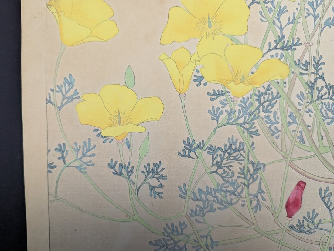 Rakuzan Tsuchiya Japanese Woodblock Print California Poppy Floral Art - 7