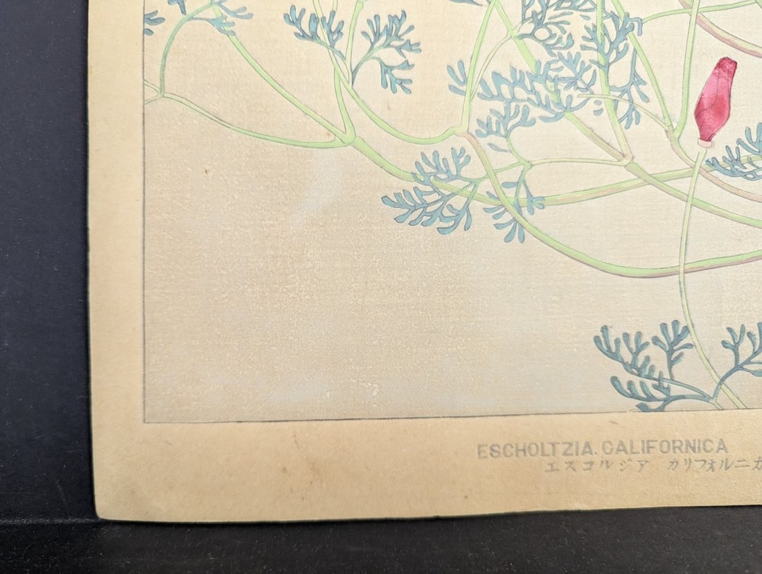 Rakuzan Tsuchiya Japanese Woodblock Print California Poppy Floral Art - 9