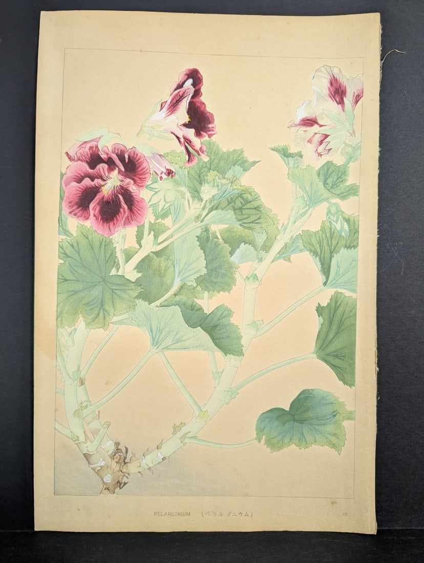 Japanese Woodblock Print 'Pelargonium' by Tsuchiya Rakuzan: **Important** Please read below description on how to avoid high shipping costs. Explore this exquisite Japanese Woodblock Print 'Pelargonium' by the renowned artist Tsuchiya Rakuzan. This original pi