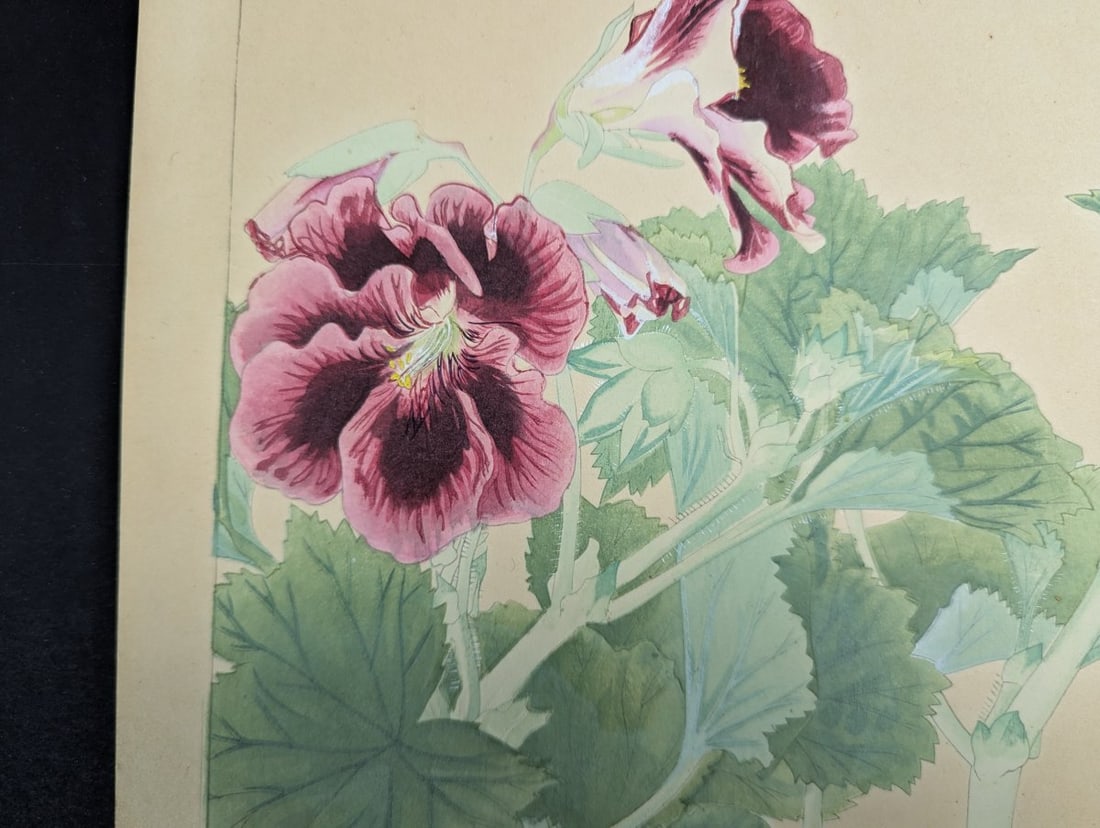 Japanese Woodblock Print 'Pelargonium' by Tsuchiya Rakuzan - 2