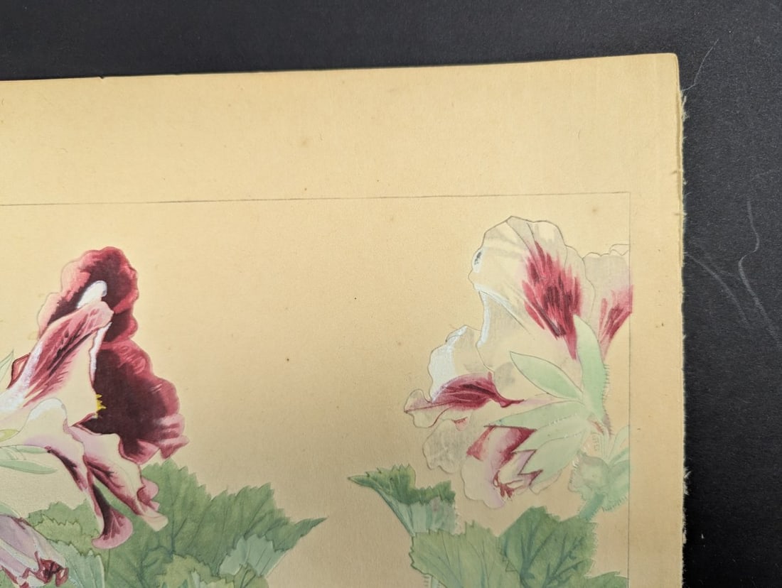 Japanese Woodblock Print 'Pelargonium' by Tsuchiya Rakuzan - 3
