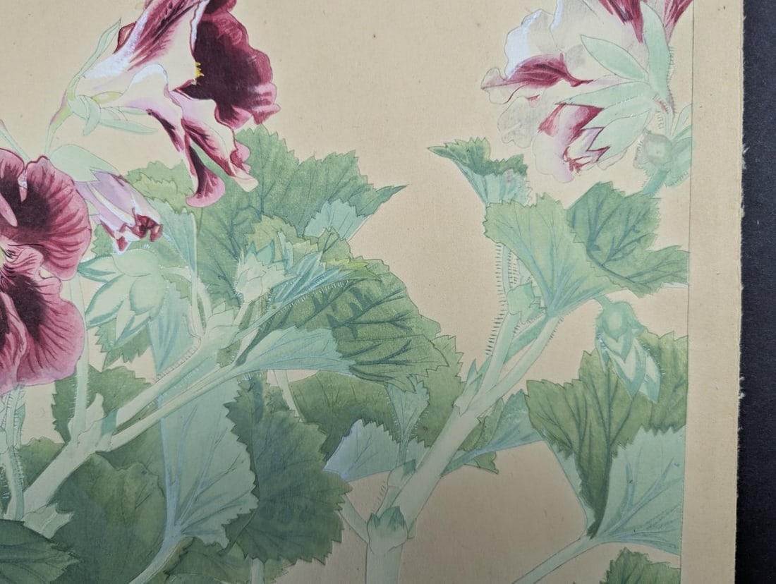 Japanese Woodblock Print 'Pelargonium' by Tsuchiya Rakuzan - 4