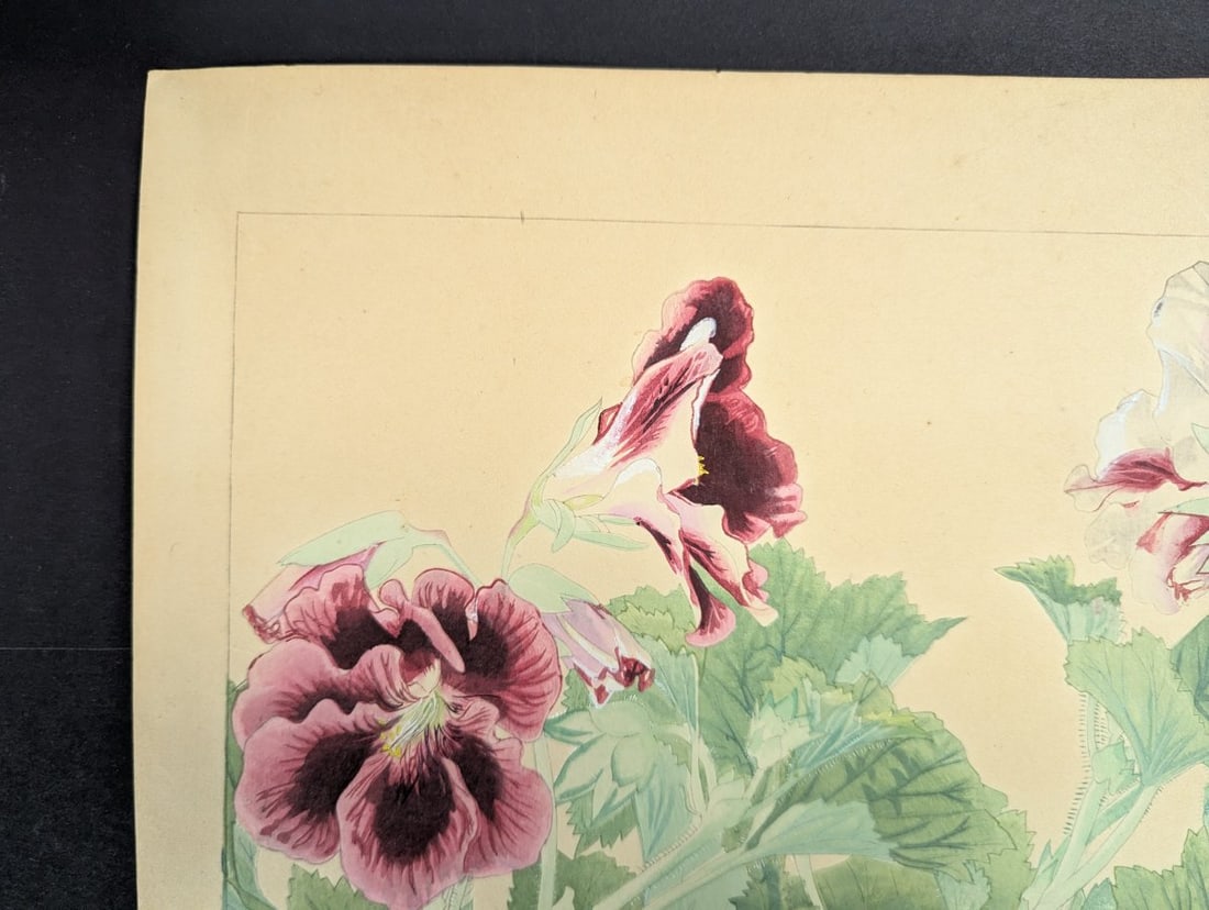 Japanese Woodblock Print 'Pelargonium' by Tsuchiya Rakuzan - 5