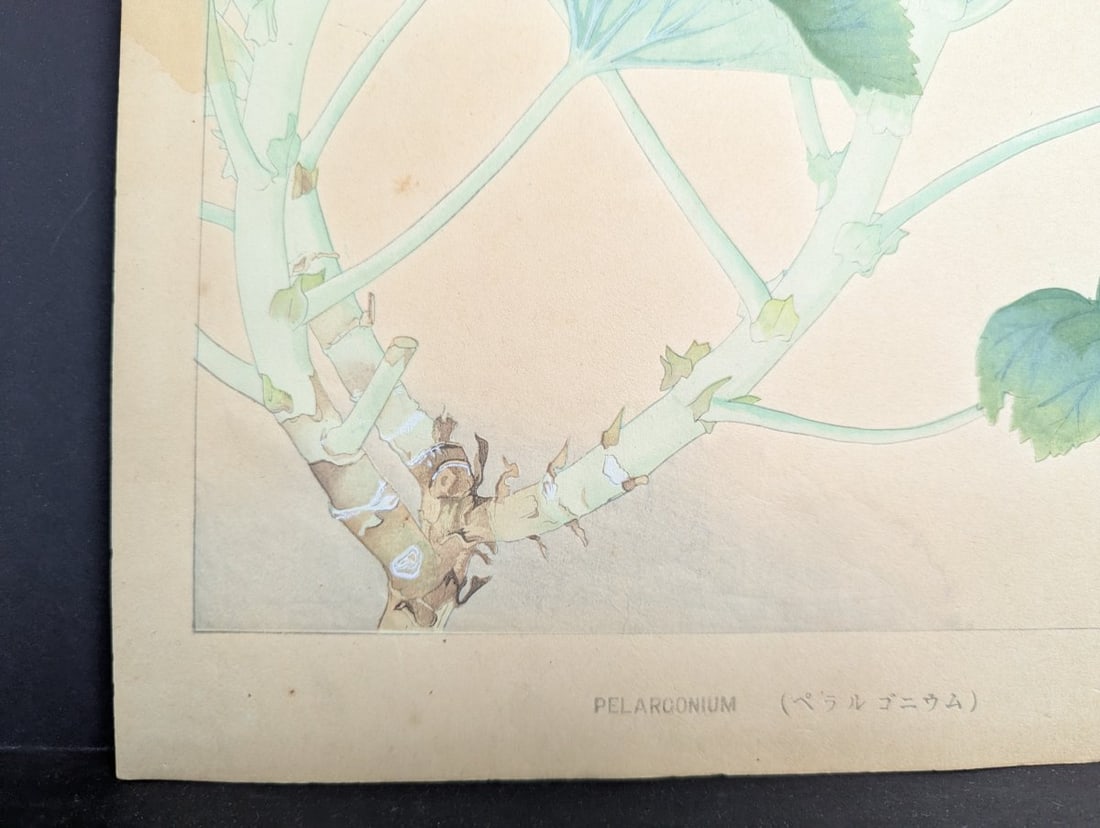 Japanese Woodblock Print 'Pelargonium' by Tsuchiya Rakuzan - 6