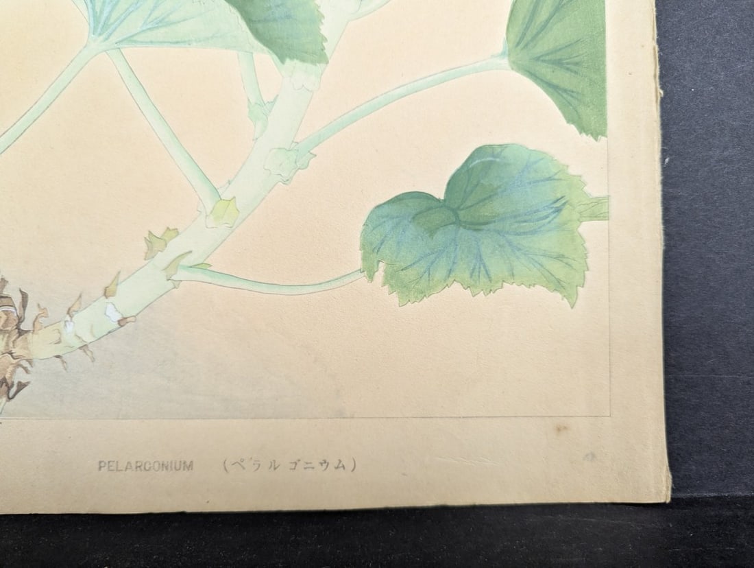Japanese Woodblock Print 'Pelargonium' by Tsuchiya Rakuzan - 7