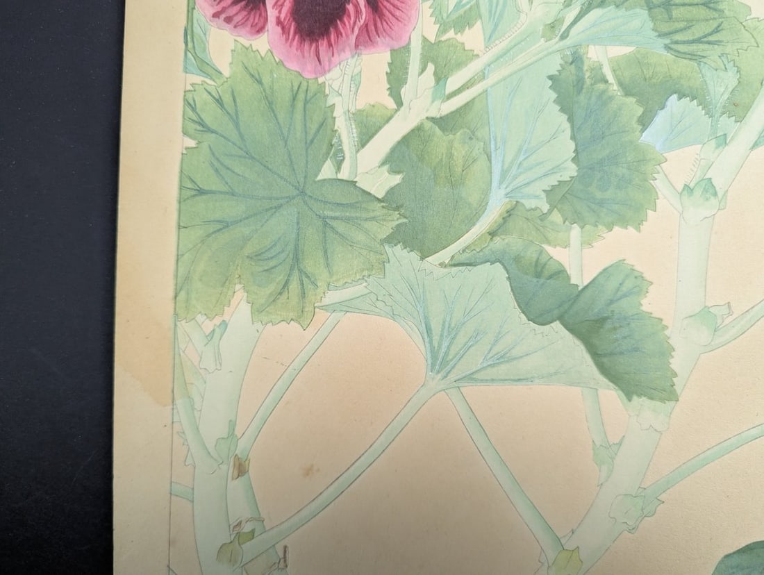 Japanese Woodblock Print 'Pelargonium' by Tsuchiya Rakuzan - 8