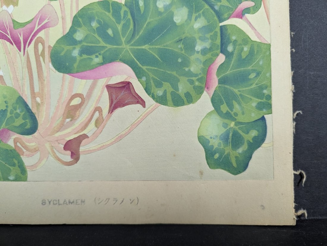 Japanese Woodblock Print by Rakuzan KachÅ 'Cyclamen' from Rakuzan Flower Print Series - 10