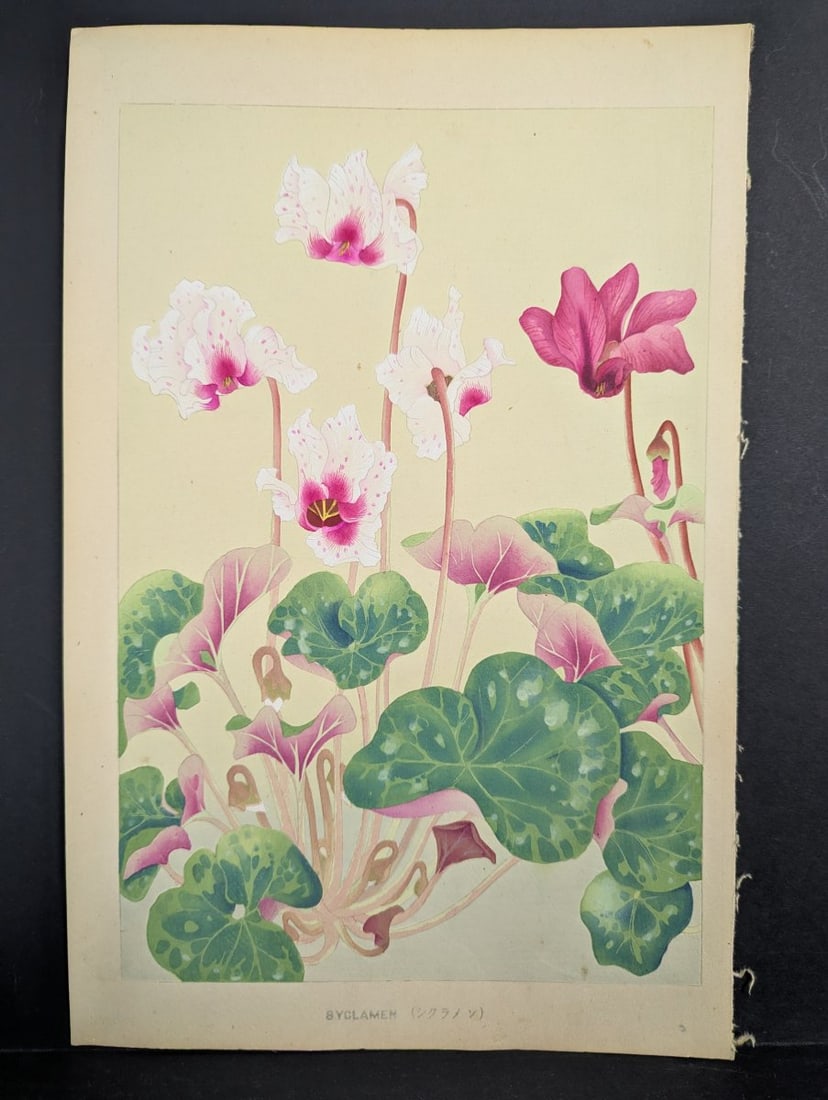 Japanese Woodblock Print by Rakuzan KachÅ 'Cyclamen' from Rakuzan Flower Print Series (1 of 10)