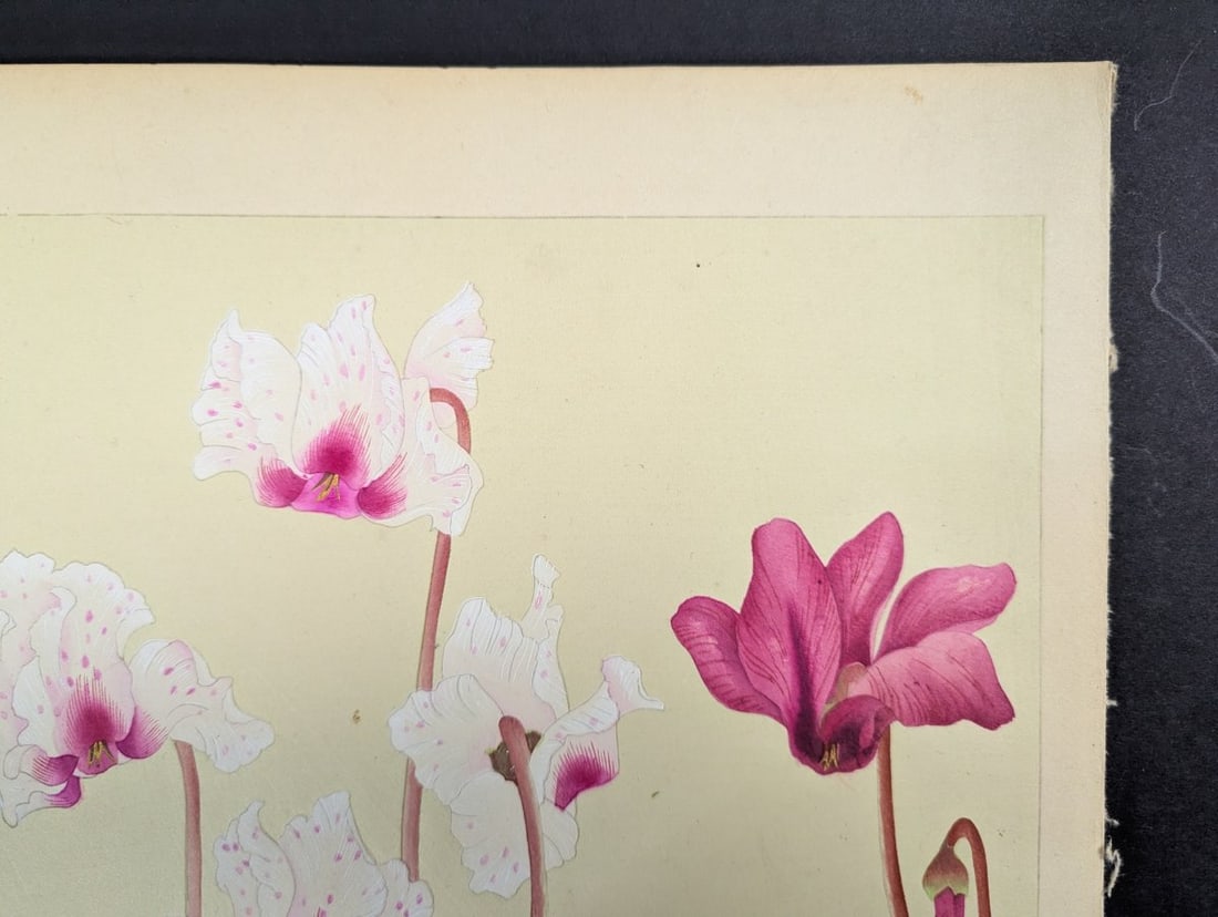 Japanese Woodblock Print by Rakuzan KachÅ 'Cyclamen' from Rakuzan Flower Print Series - 4