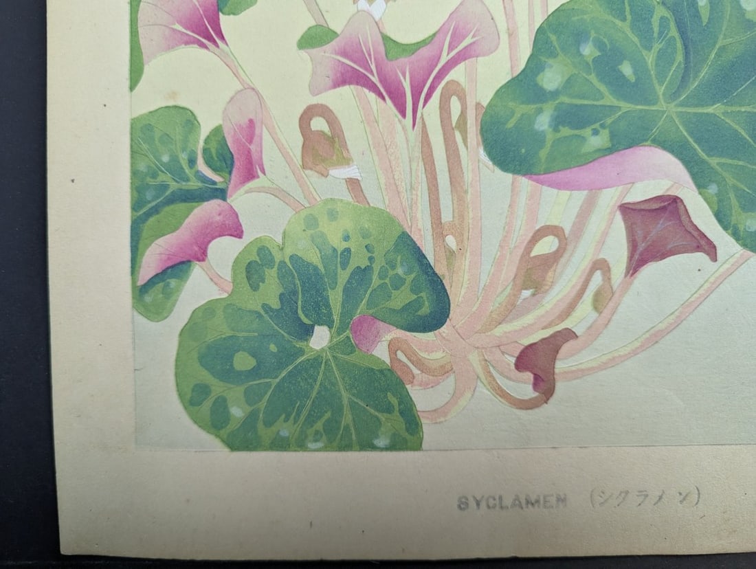 Japanese Woodblock Print by Rakuzan KachÅ 'Cyclamen' from Rakuzan Flower Print Series - 8
