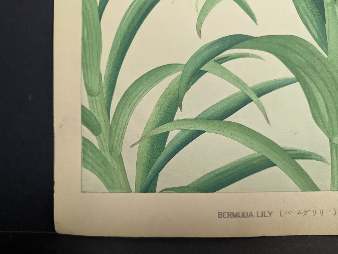 Rakuzan KachÅ Japanese Woodblock Print Bermuda Lily Most Popular Floral Design - 10