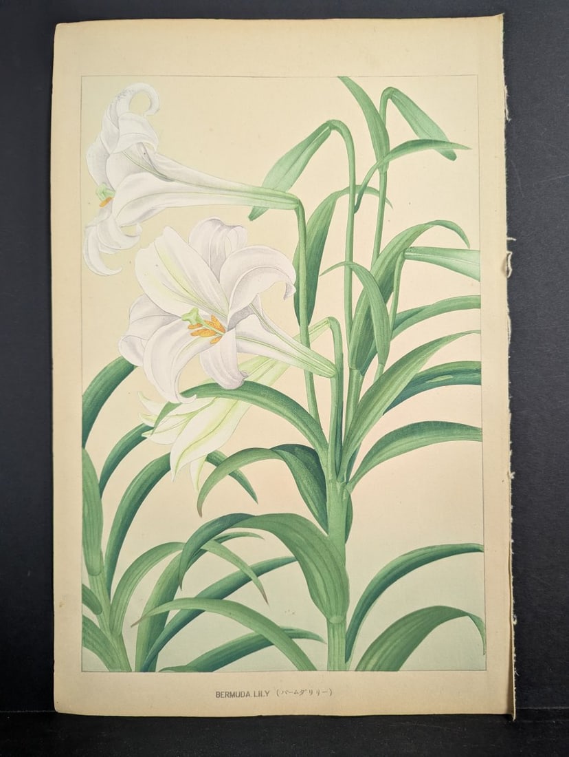 Rakuzan KachÅ Japanese Woodblock Print Bermuda Lily Most Popular Floral Design (1 of 10)