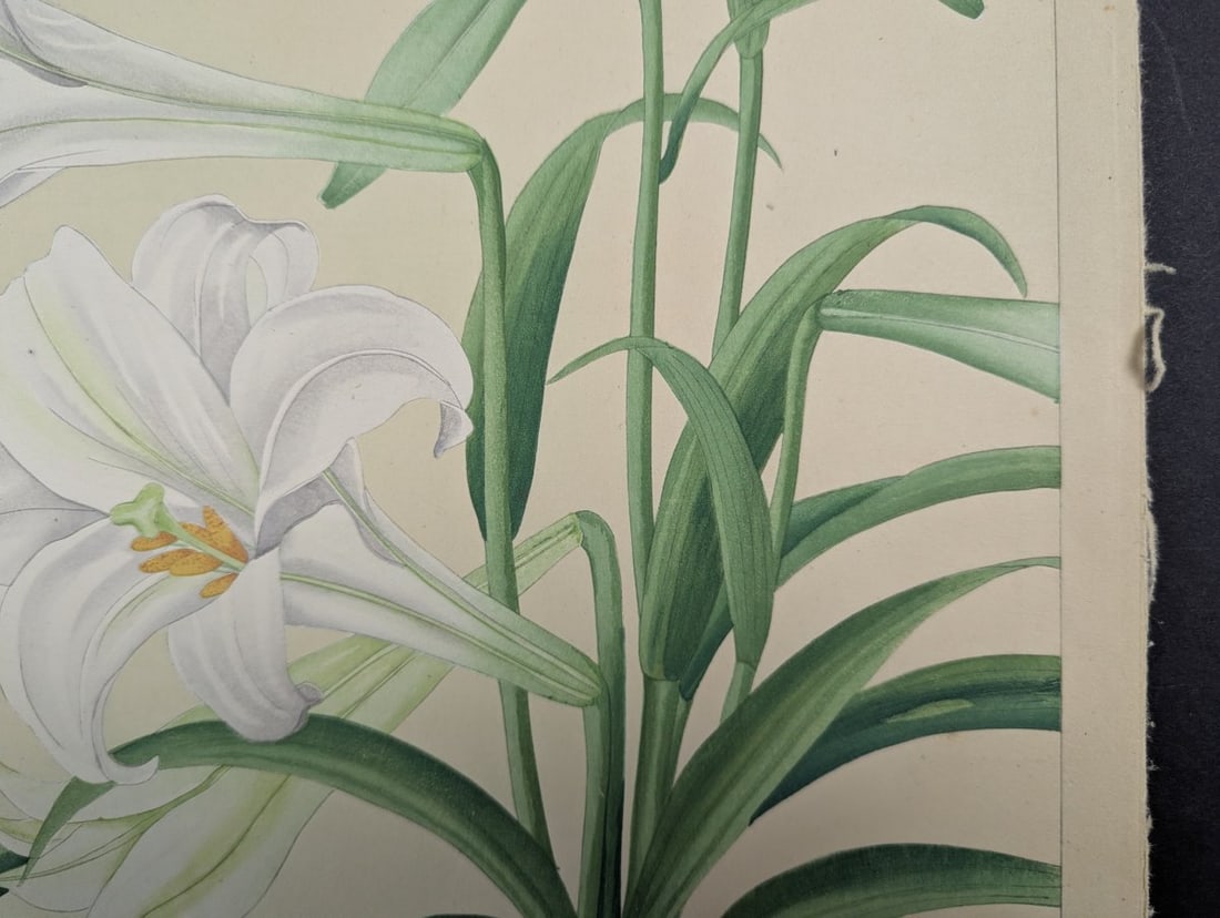 Rakuzan KachÅ Japanese Woodblock Print Bermuda Lily Most Popular Floral Design - 2