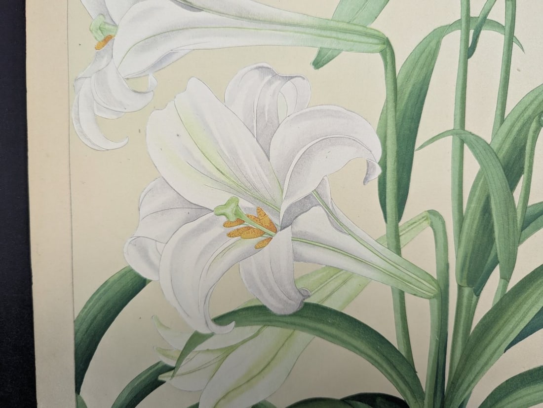 Rakuzan KachÅ Japanese Woodblock Print Bermuda Lily Most Popular Floral Design - 3