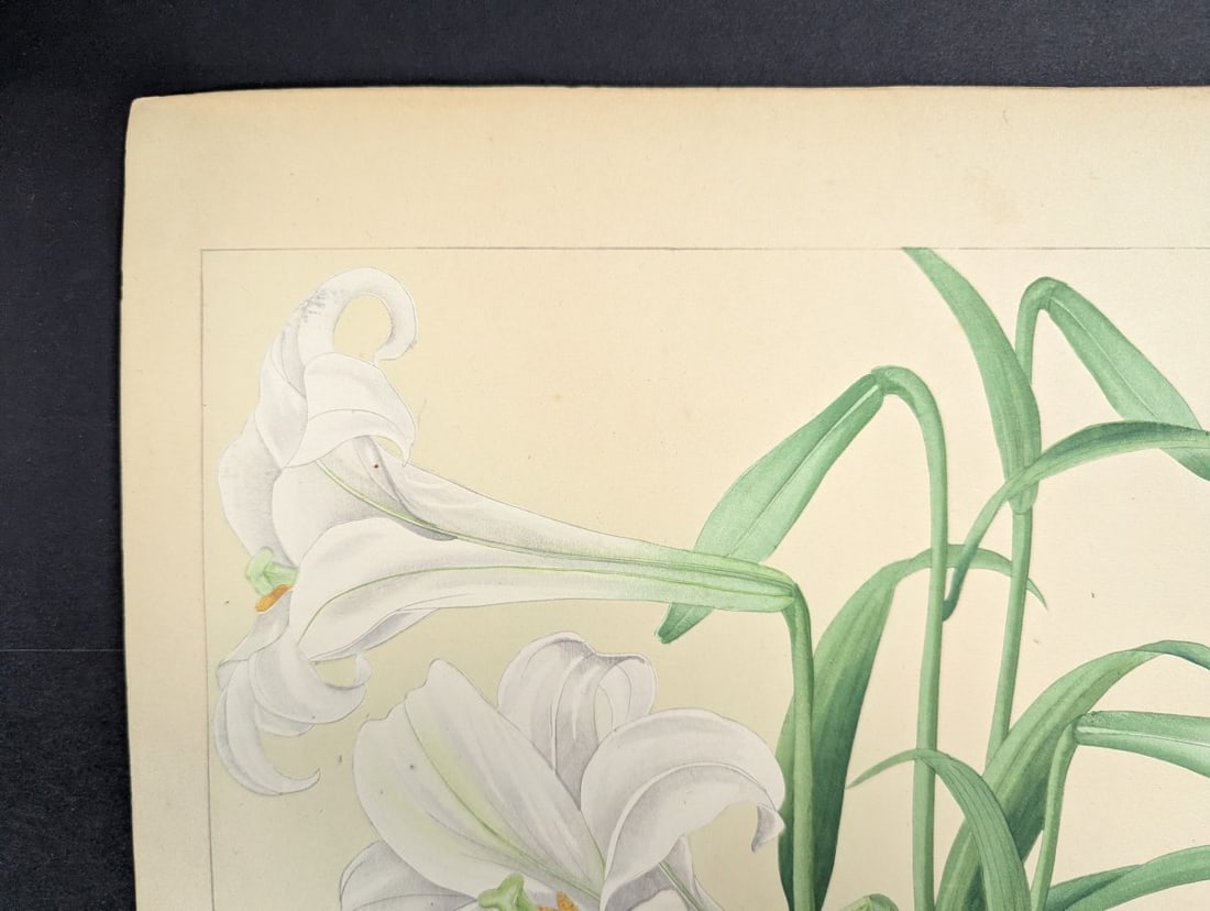 Rakuzan KachÅ Japanese Woodblock Print Bermuda Lily Most Popular Floral Design - 4