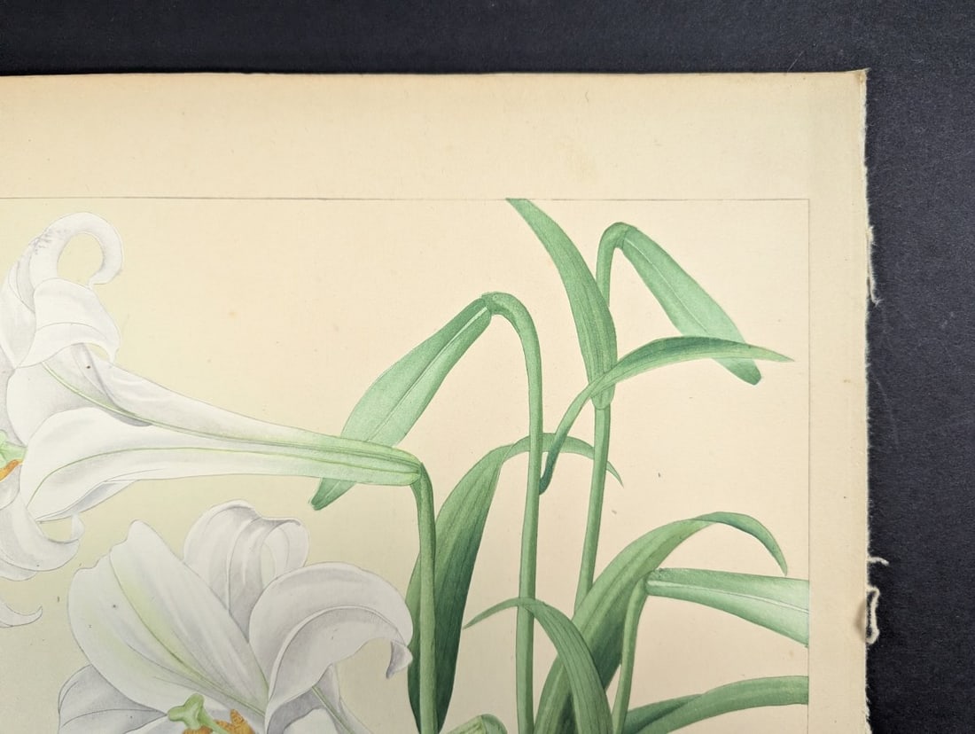 Rakuzan KachÅ Japanese Woodblock Print Bermuda Lily Most Popular Floral Design - 5
