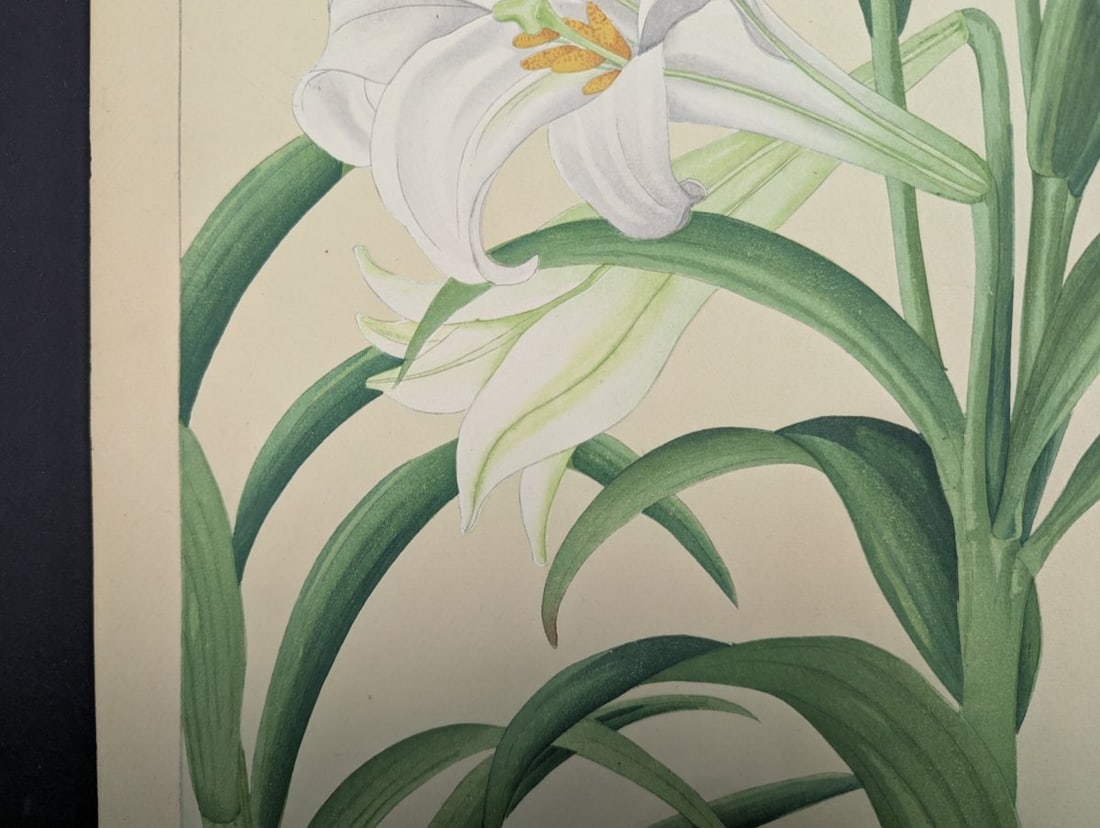 Rakuzan KachÅ Japanese Woodblock Print Bermuda Lily Most Popular Floral Design - 6