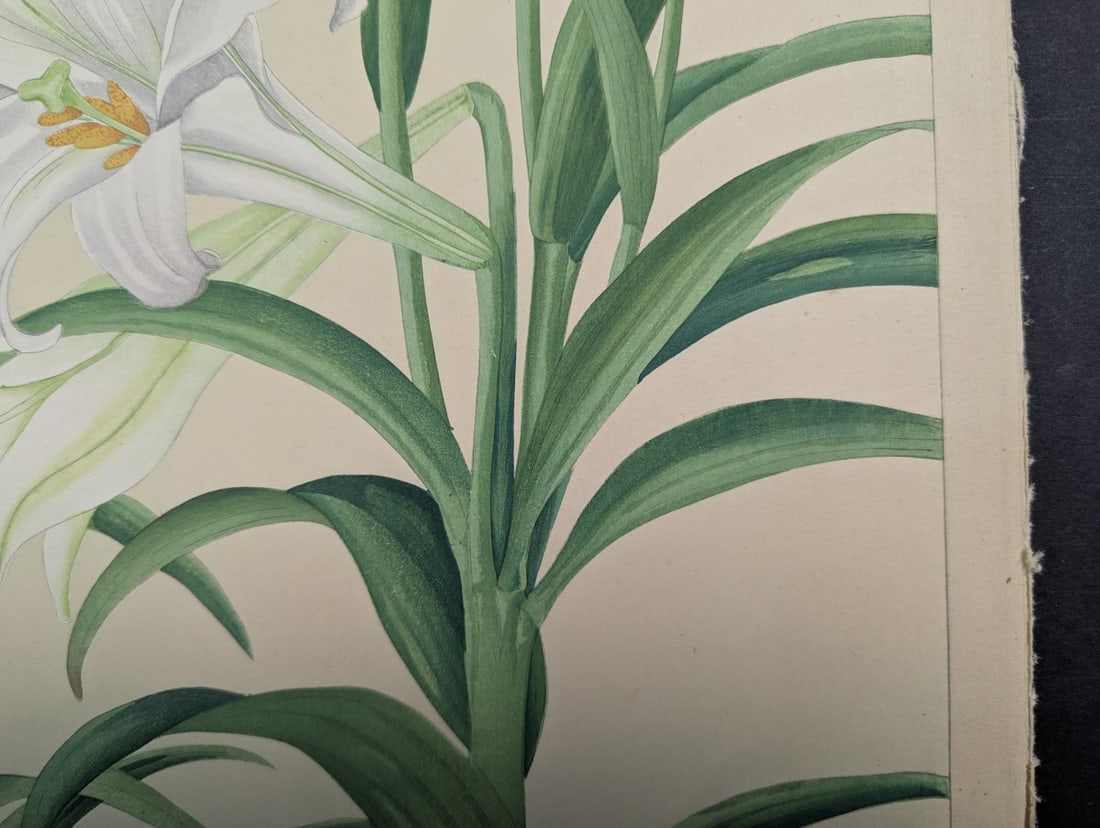 Rakuzan KachÅ Japanese Woodblock Print Bermuda Lily Most Popular Floral Design - 7