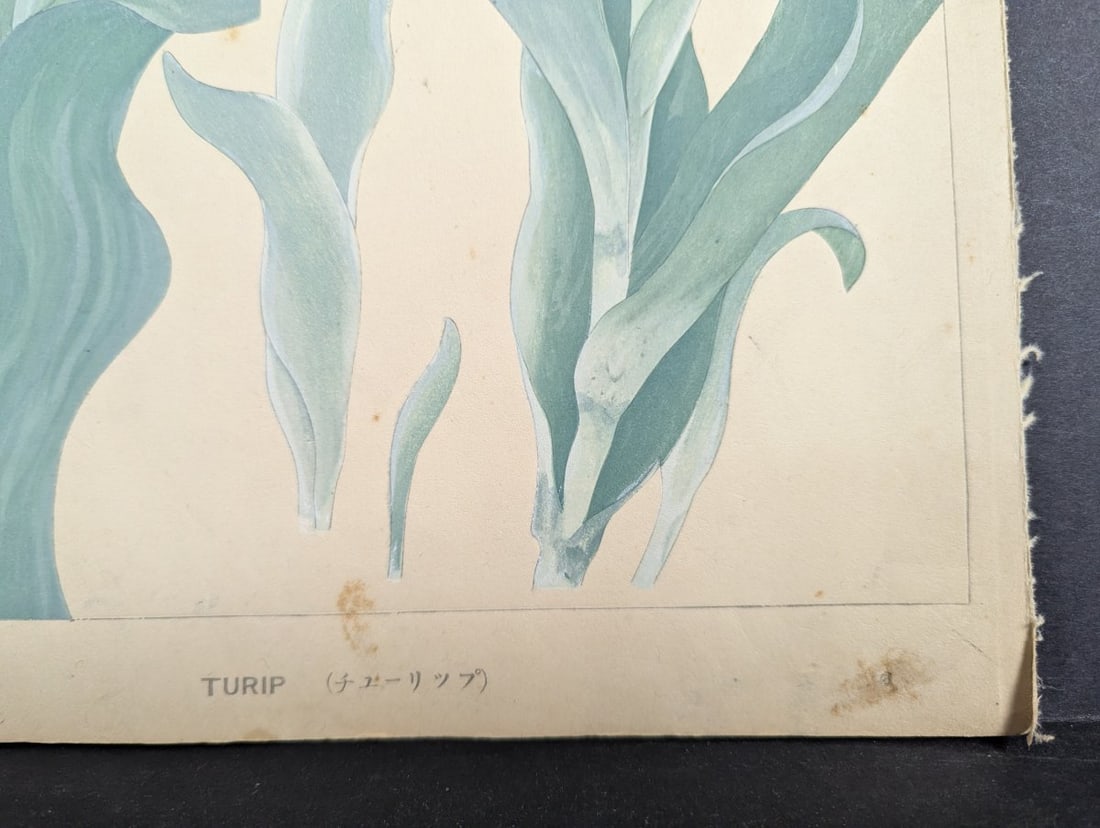 Rakuzan Tsuchiya Japanese Woodblock Print - Tulips - KachÅ-ga Artwork - 10