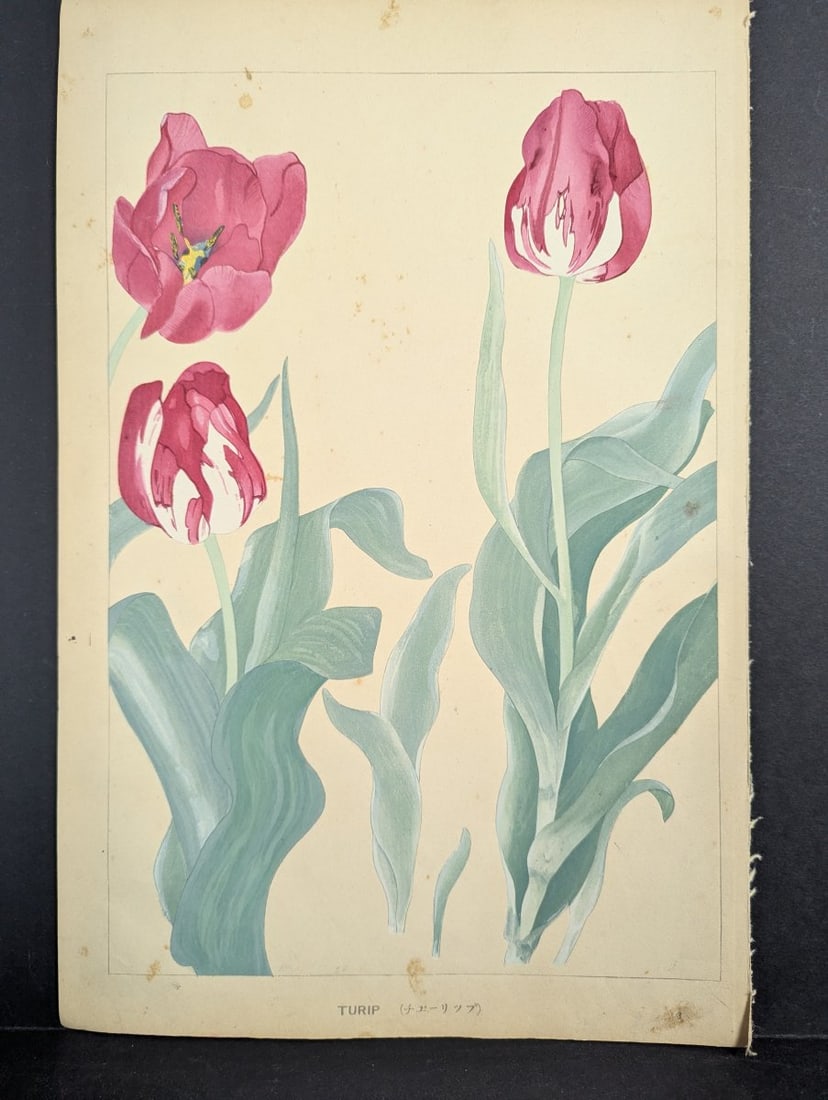 Rakuzan Tsuchiya Japanese Woodblock Print - Tulips - KachÅ-ga Artwork: **Important** Please read below description on how to avoid high shipping costs. Experience the exquisite detail of this Japanese Woodblock Print by Rakuzan Tsuchiya featuring vibrant tulips. This pie