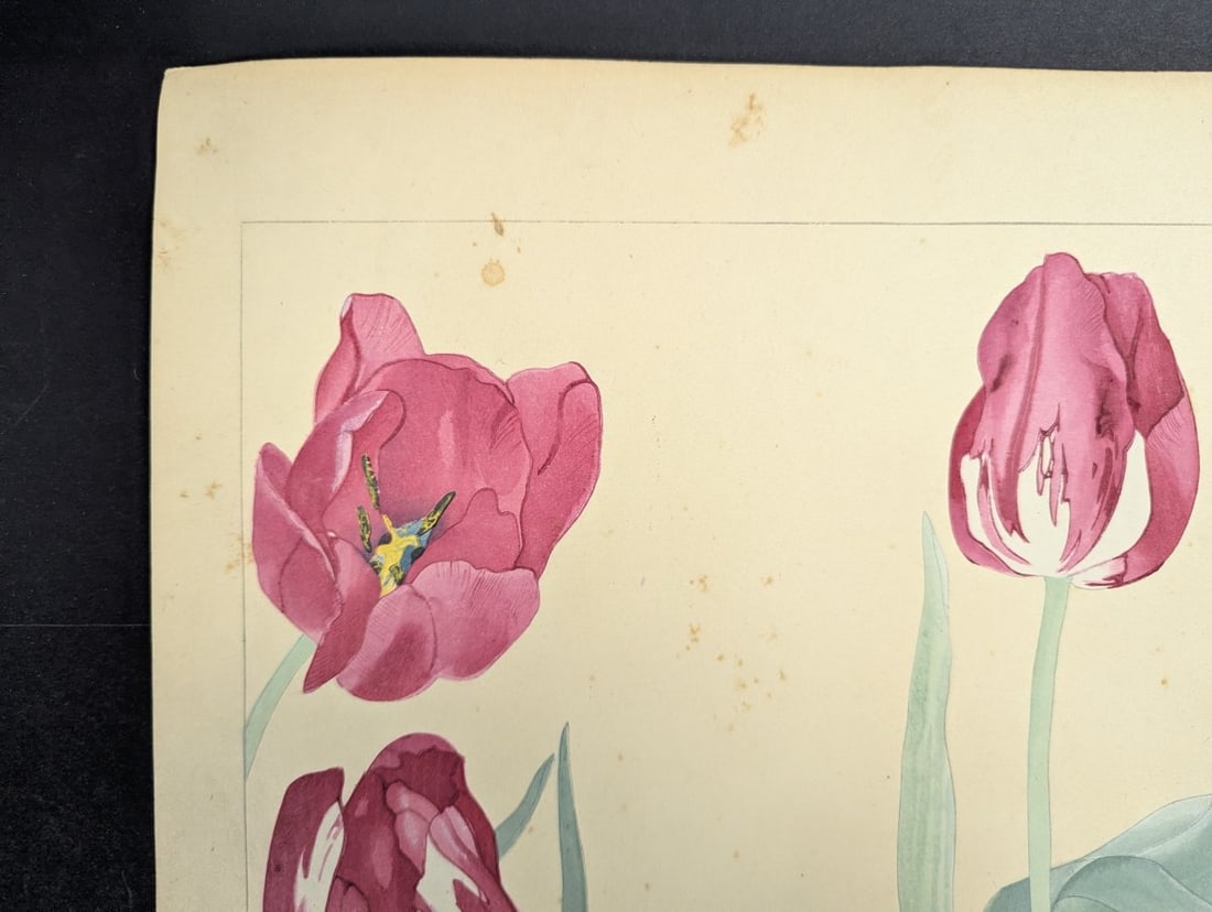 Rakuzan Tsuchiya Japanese Woodblock Print - Tulips - KachÅ-ga Artwork - 2