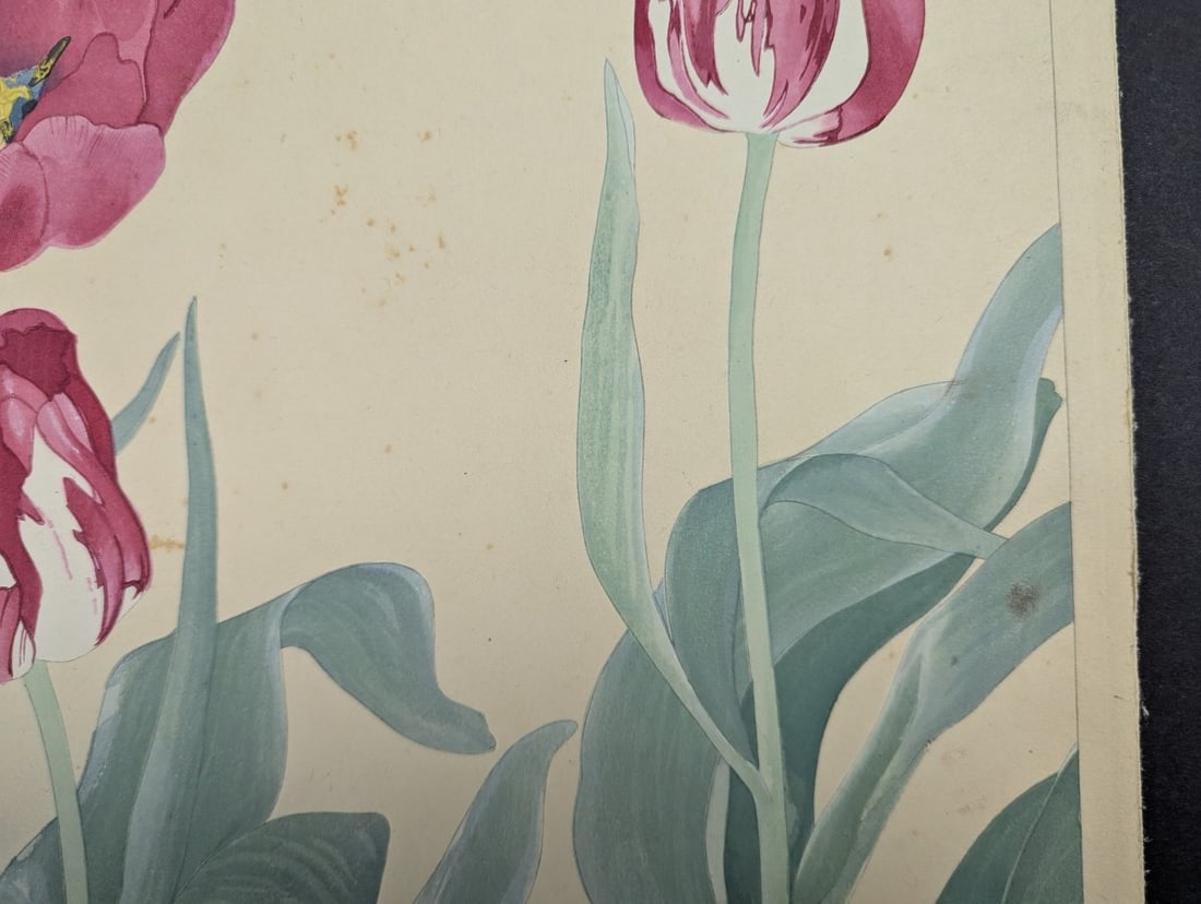 Rakuzan Tsuchiya Japanese Woodblock Print - Tulips - KachÅ-ga Artwork - 3