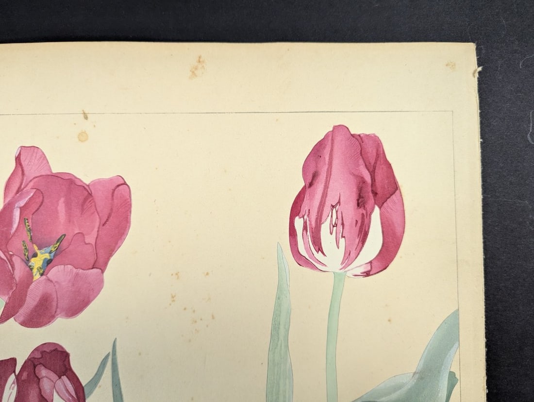 Rakuzan Tsuchiya Japanese Woodblock Print - Tulips - KachÅ-ga Artwork - 5