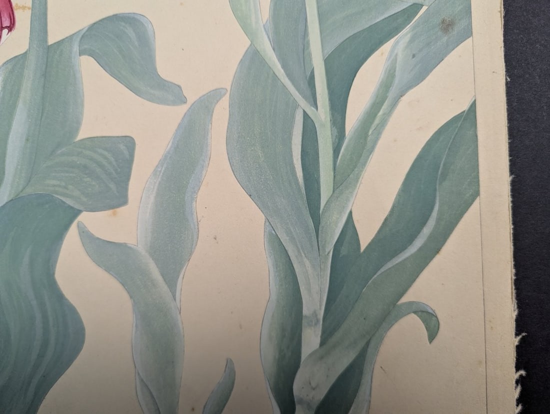 Rakuzan Tsuchiya Japanese Woodblock Print - Tulips - KachÅ-ga Artwork - 8