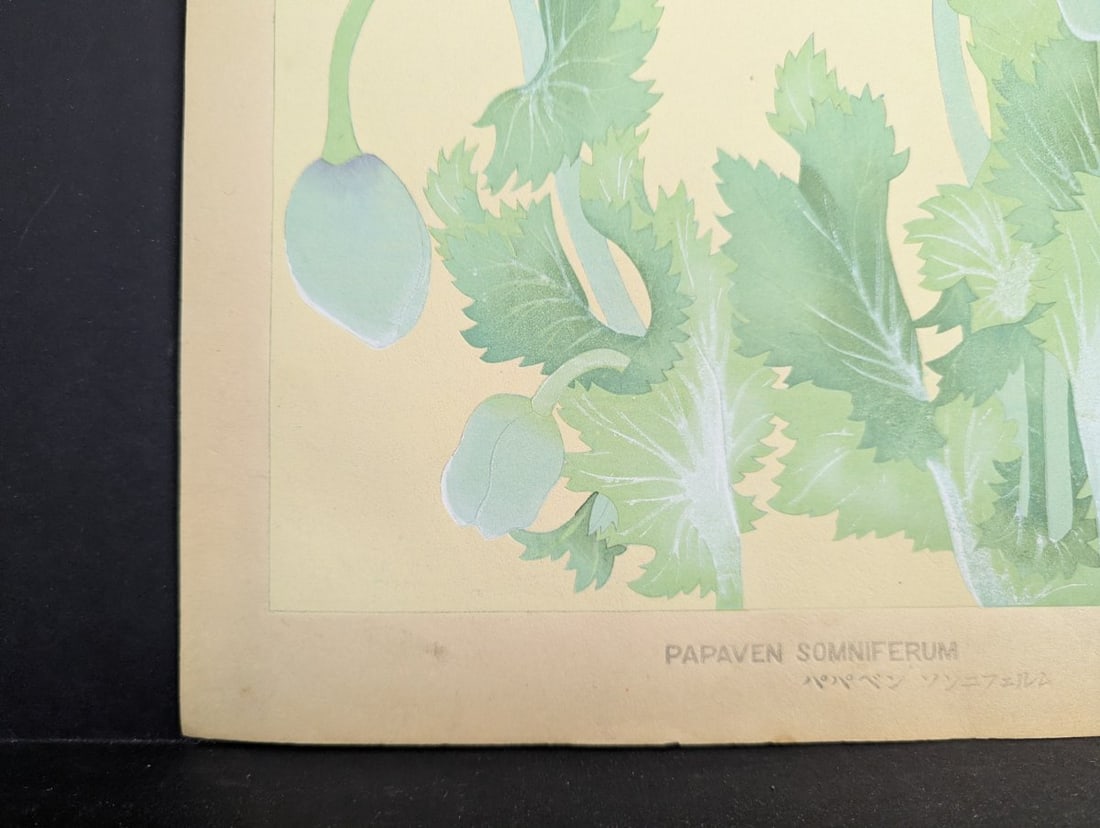 Rakuzan Tsuchiya Japanese Woodblock Print Papaver Somniferum Opium Poppy Art - 10