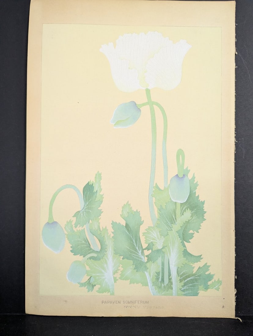 Rakuzan Tsuchiya Japanese Woodblock Print Papaver Somniferum Opium Poppy Art: **Important** Please read below description on how to avoid high shipping costs. This exquisite Japanese Woodblock Print, titled 'Papaver Somniferum' (Opium Poppy), is by renowned Shin-hanga artist Ra