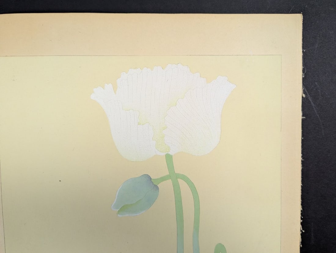 Rakuzan Tsuchiya Japanese Woodblock Print Papaver Somniferum Opium Poppy Art - 3