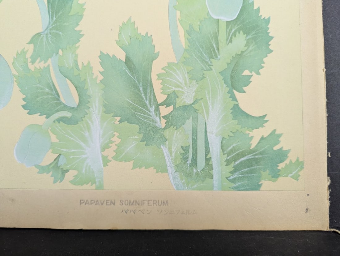 Rakuzan Tsuchiya Japanese Woodblock Print Papaver Somniferum Opium Poppy Art - 8
