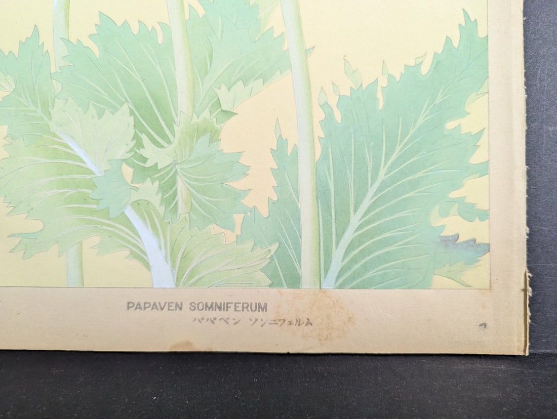 Japanese Woodblock Print by Rakuzan Tsuchiya - Papaver Somniferum (Poppy) - 10