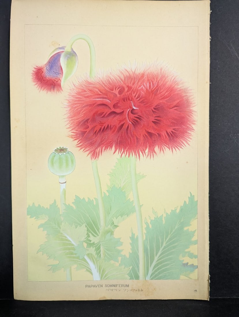 Japanese Woodblock Print by Rakuzan Tsuchiya - Papaver Somniferum (Poppy): **Important** Please read below description on how to avoid high shipping costs. This exquisite Japanese woodblock print titled 'Papaven Somniferum' (opium poppy) is a notable work by artist Rakuzan T