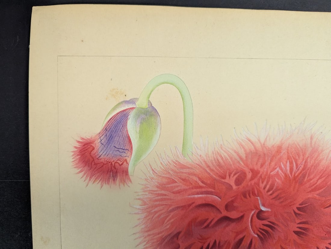Japanese Woodblock Print by Rakuzan Tsuchiya - Papaver Somniferum (Poppy) - 2