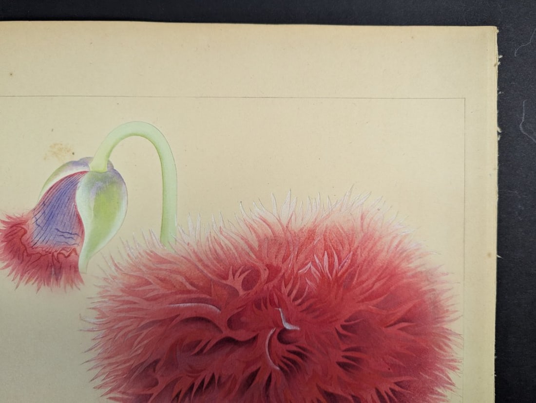 Japanese Woodblock Print by Rakuzan Tsuchiya - Papaver Somniferum (Poppy) - 3