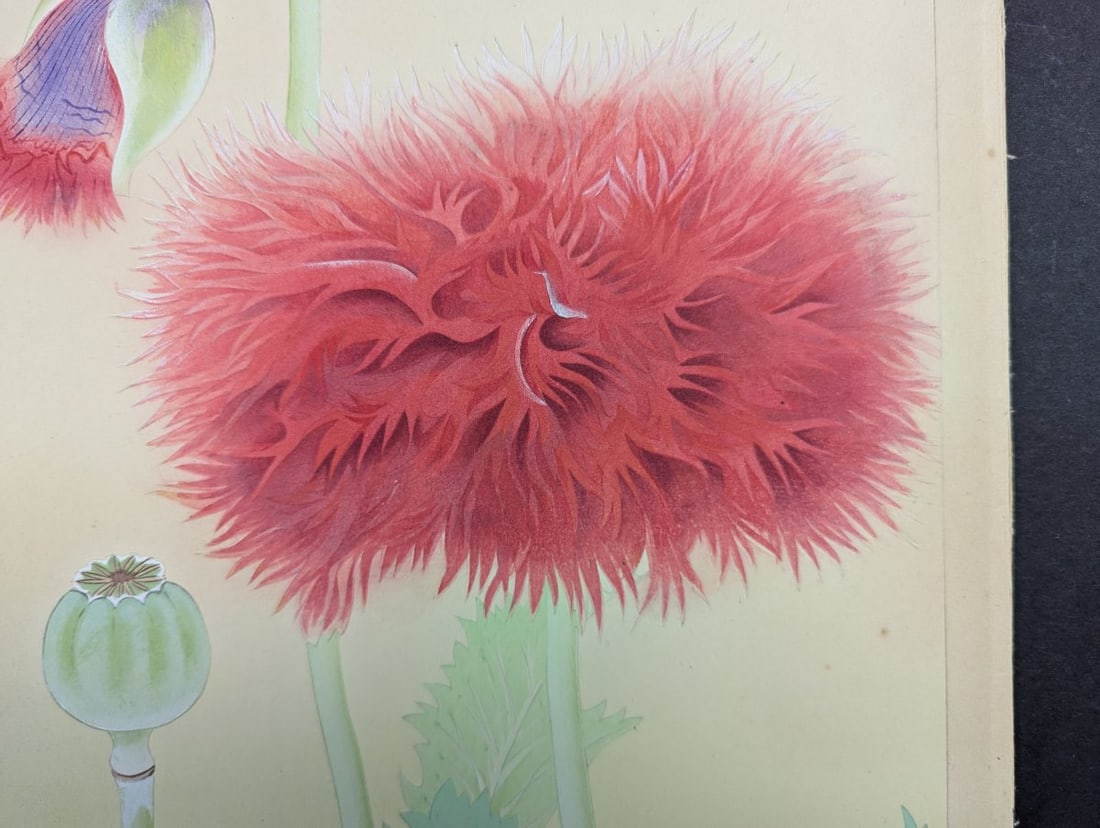 Japanese Woodblock Print by Rakuzan Tsuchiya - Papaver Somniferum (Poppy) - 4