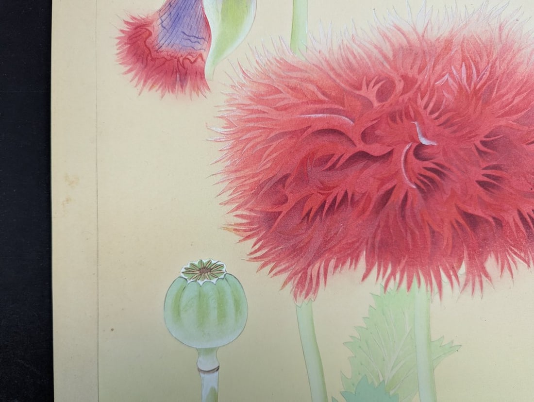 Japanese Woodblock Print by Rakuzan Tsuchiya - Papaver Somniferum (Poppy) - 5