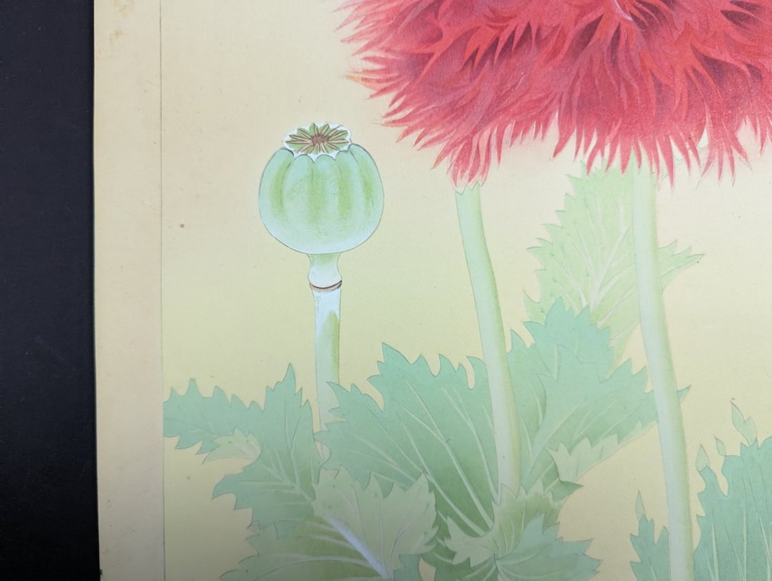 Japanese Woodblock Print by Rakuzan Tsuchiya - Papaver Somniferum (Poppy) - 6
