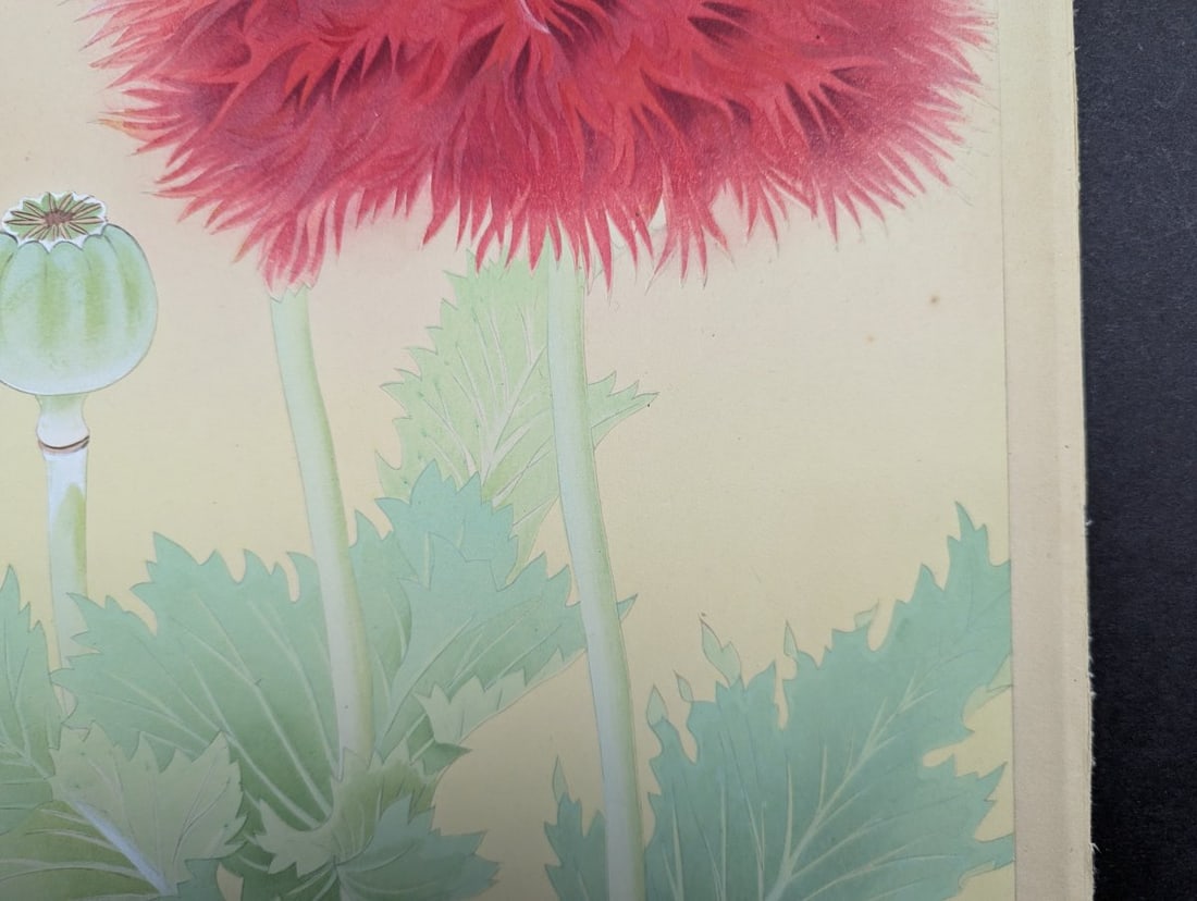 Japanese Woodblock Print by Rakuzan Tsuchiya - Papaver Somniferum (Poppy) - 7