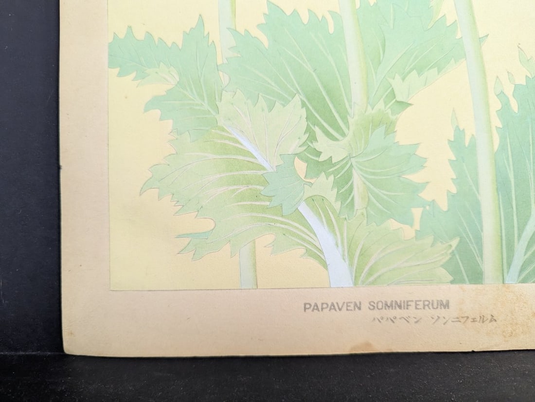 Japanese Woodblock Print by Rakuzan Tsuchiya - Papaver Somniferum (Poppy) - 8