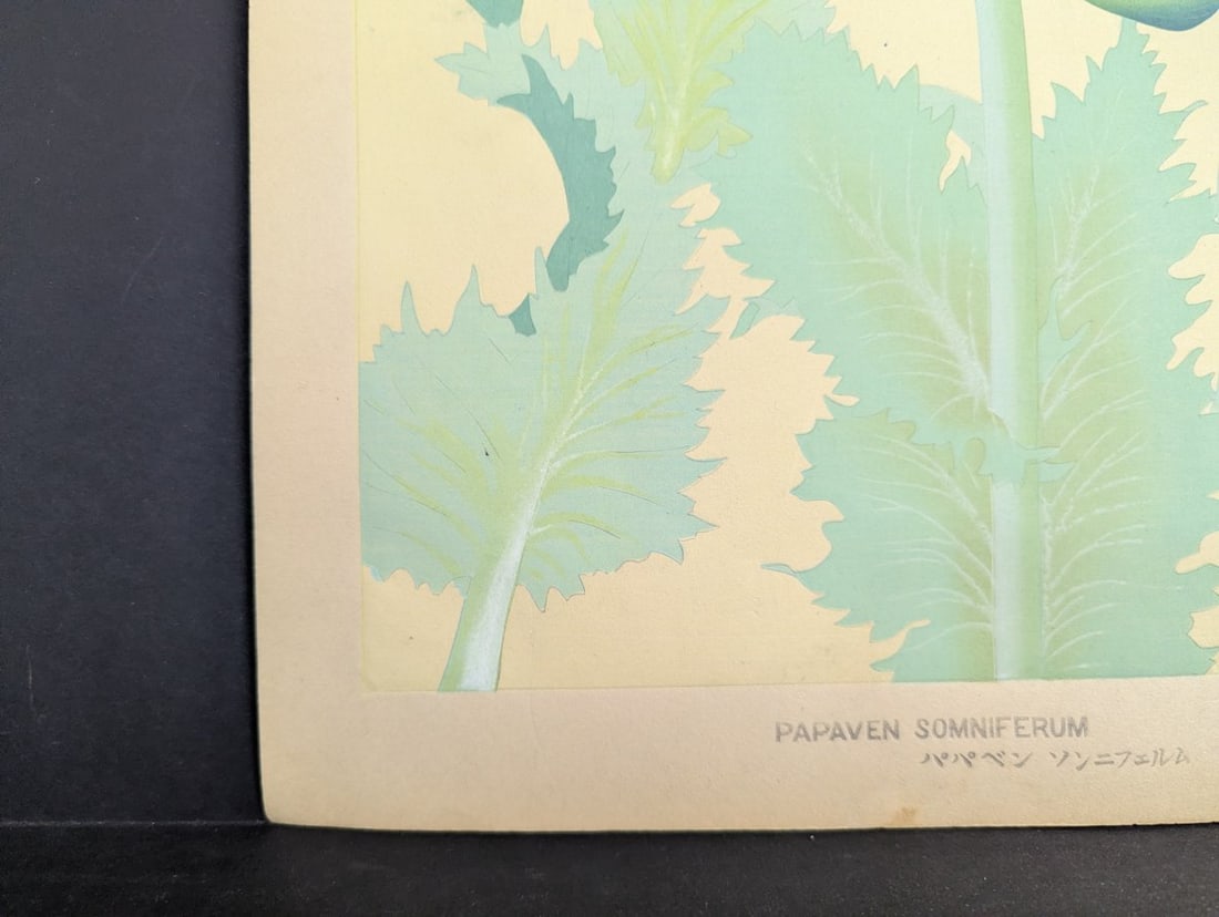 Japanese Woodblock Print by Rakuzan Kachiku - Papaver Somniferum (Poppy) Artwork - 10
