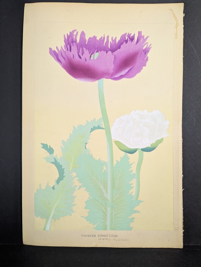 Japanese Woodblock Print by Rakuzan Kachiku - Papaver Somniferum (Poppy) Artwork: **Important** Please read below description on how to avoid high shipping costs. This original Japanese woodblock print by the noted Shin-hanga artist Rakuzan Kachiku showcases the exquisite 'Papaver 