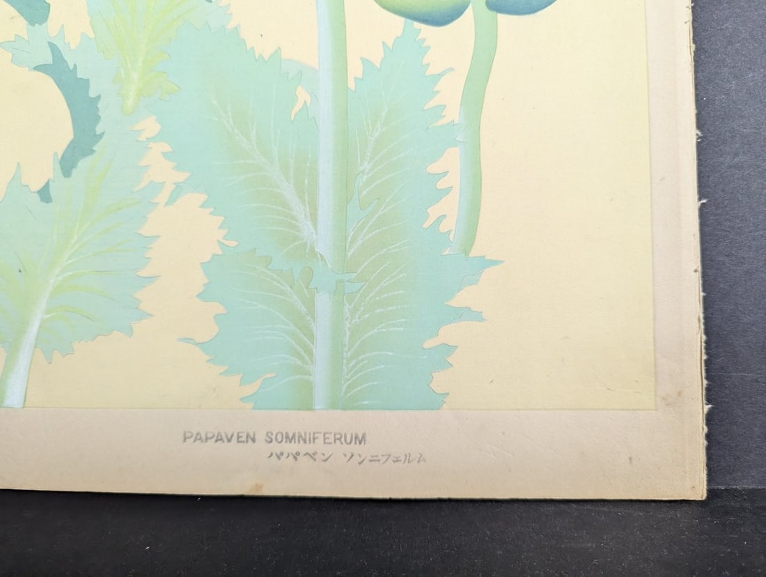 Japanese Woodblock Print by Rakuzan Kachiku - Papaver Somniferum (Poppy) Artwork - 8