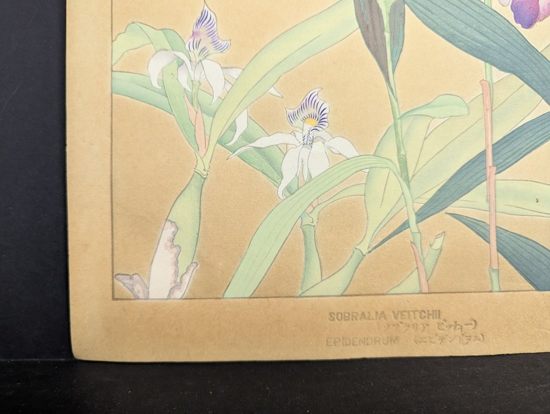 Japanese Woodblock Print by Rakuzan Tsuchiya - Sobralia Veitchii & Epidendrum - 10